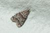Eudonia mercurella